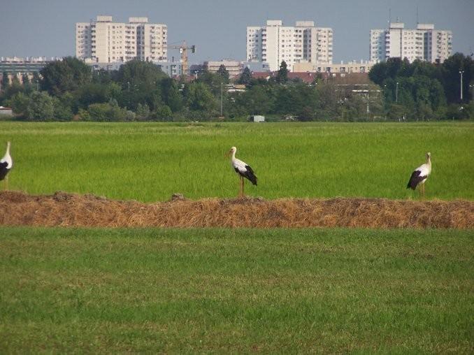 Willa Cascina Battivacco Mediolan Zewnętrze zdjęcie